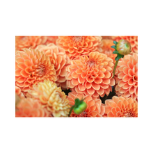 Load image into Gallery viewer, Bundles
